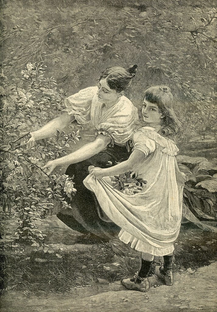 La raccolta delle rose